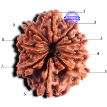 Load image into Gallery viewer, 9 Mukhi Nepalese Rudraksha - Bead No. 485
