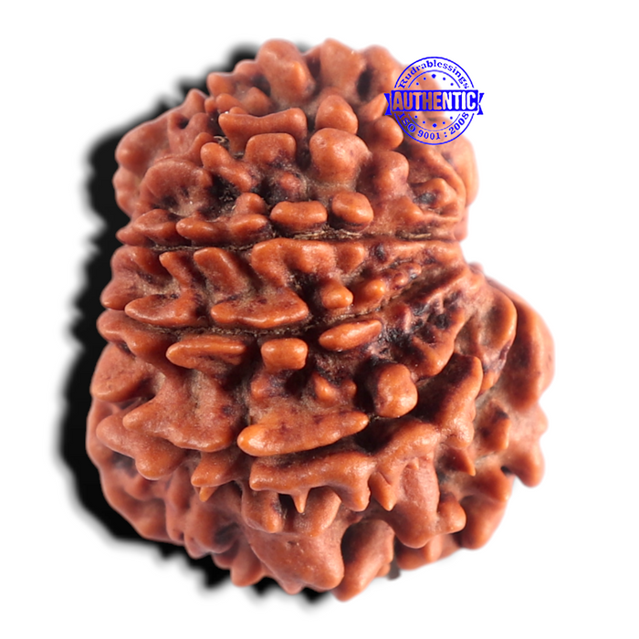 9 Mukhi Nepalese Rudraksha - Bead No. 485