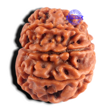 Load image into Gallery viewer, 9 Mukhi Nepalese Rudraksha - Bead No. 486
