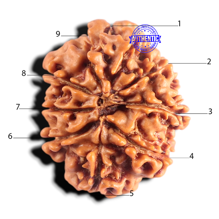 9 Mukhi Nepalese Rudraksha - Bead No. 487