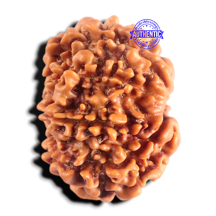 9 Mukhi Nepalese Rudraksha - Bead No. 487