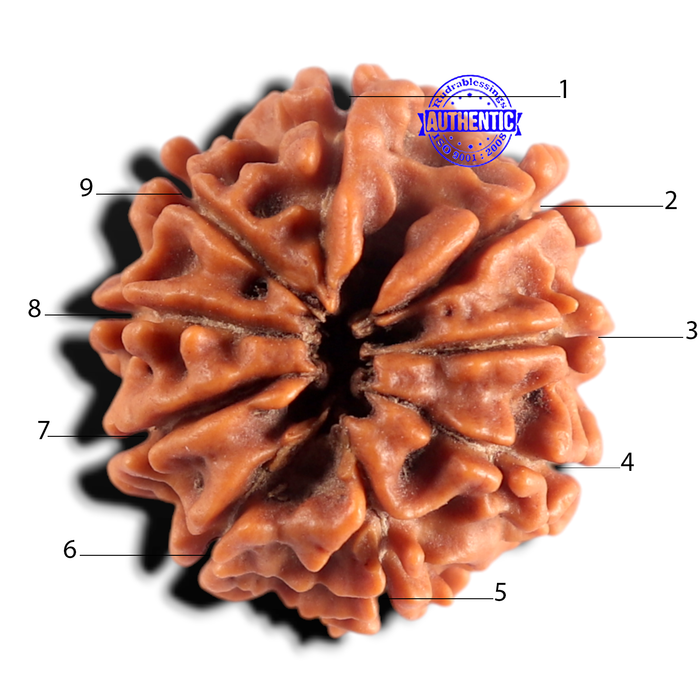9 Mukhi Nepalese Rudraksha - Bead No. 488