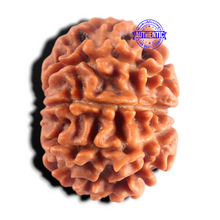 Load image into Gallery viewer, 9 Mukhi Nepalese Rudraksha - Bead No. 488
