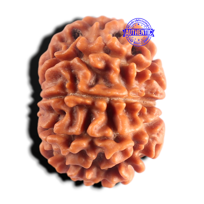 9 Mukhi Nepalese Rudraksha - Bead No. 488