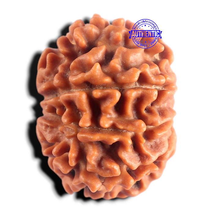 9 Mukhi Nepalese Rudraksha - Bead No. 488