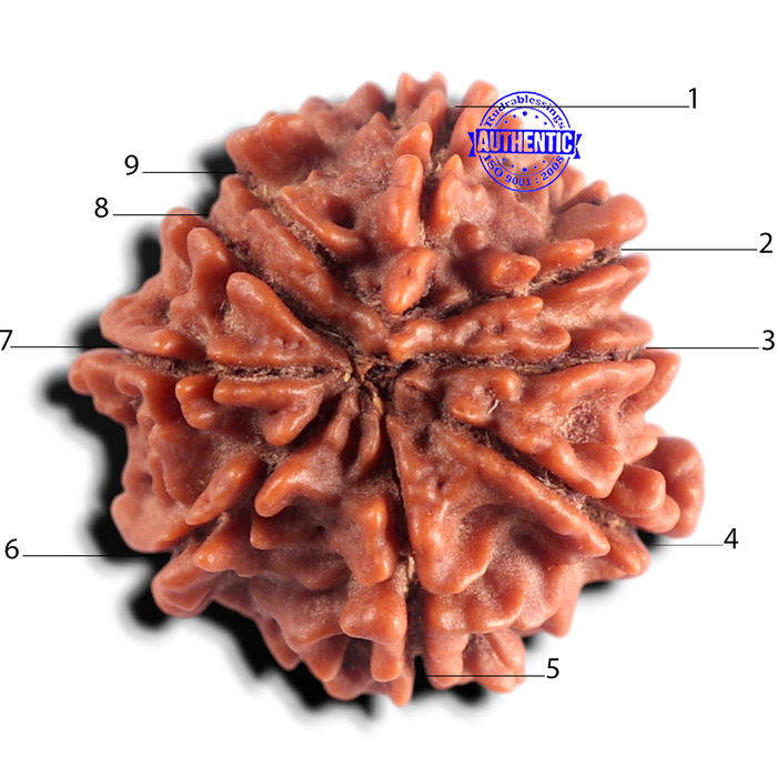 9 Mukhi Nepalese Rudraksha - Bead No. 489