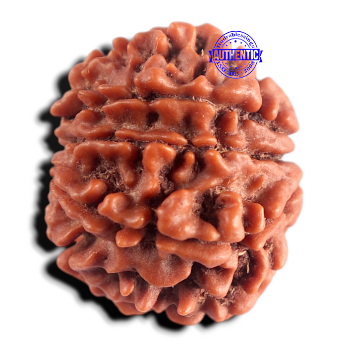 9 Mukhi Nepalese Rudraksha - Bead No. 489