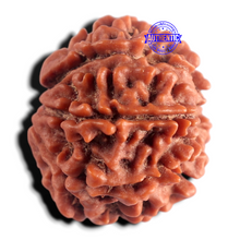 Load image into Gallery viewer, 9 Mukhi Nepalese Rudraksha - Bead No. 489
