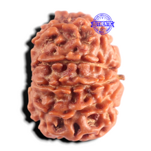 Load image into Gallery viewer, 9 Mukhi Nepalese Rudraksha - Bead No. 490
