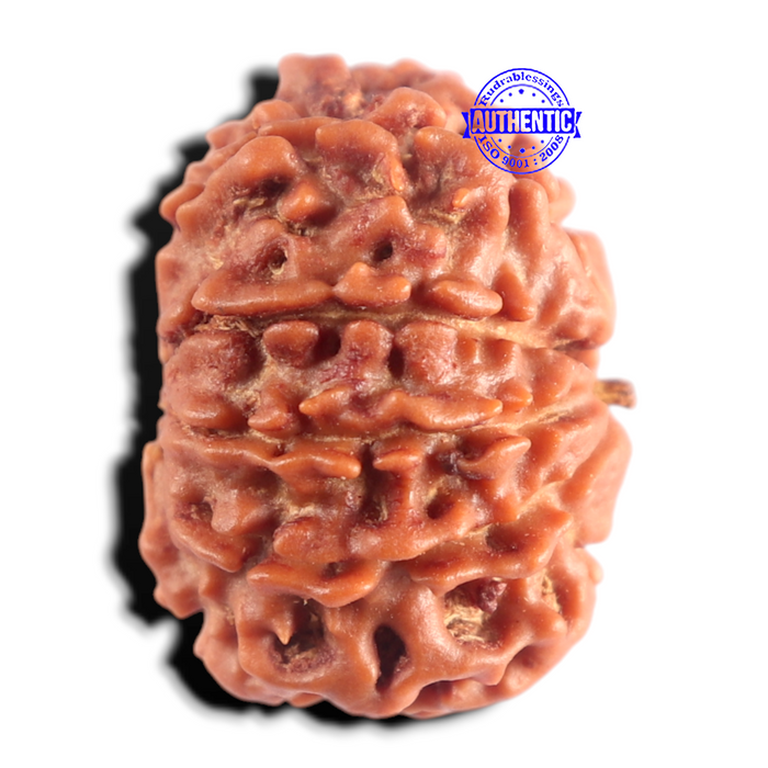 9 Mukhi Nepalese Rudraksha - Bead No. 490