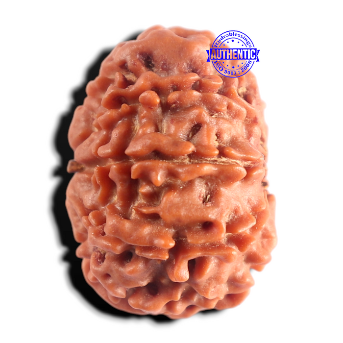 9 Mukhi Nepalese Rudraksha - Bead No. 490