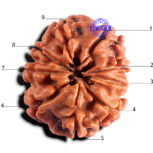 Load image into Gallery viewer, 9 Mukhi Nepalese Rudraksha - Bead No. 491
