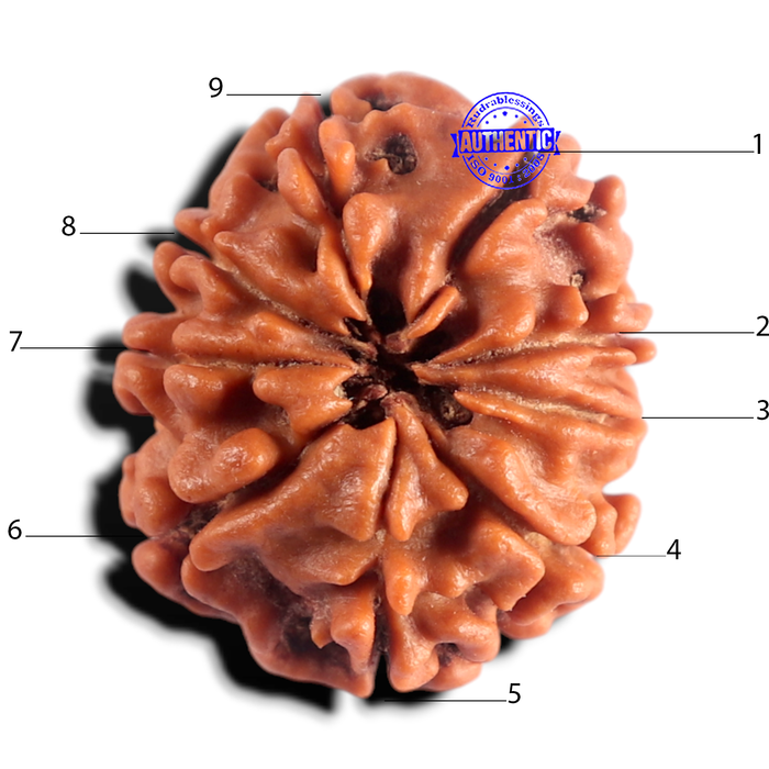 9 Mukhi Nepalese Rudraksha - Bead No. 491