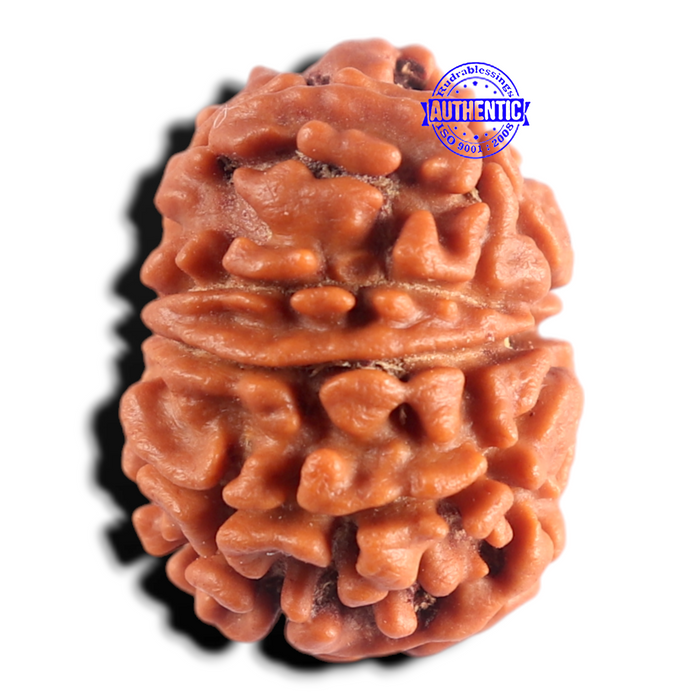 9 Mukhi Nepalese Rudraksha - Bead No. 491