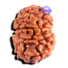 Load image into Gallery viewer, 9 Mukhi Nepalese Rudraksha - Bead No. 491
