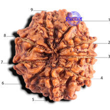 Load image into Gallery viewer, 9 Mukhi Nepalese Rudraksha - Bead No. 492

