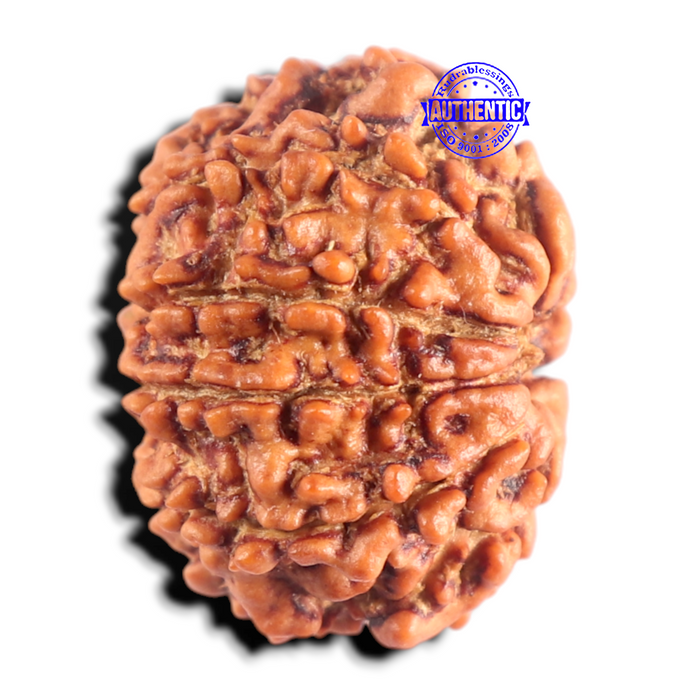 9 Mukhi Nepalese Rudraksha - Bead No. 492