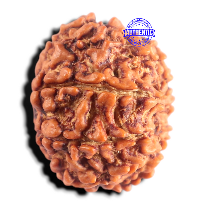 9 Mukhi Nepalese Rudraksha - Bead No. 492