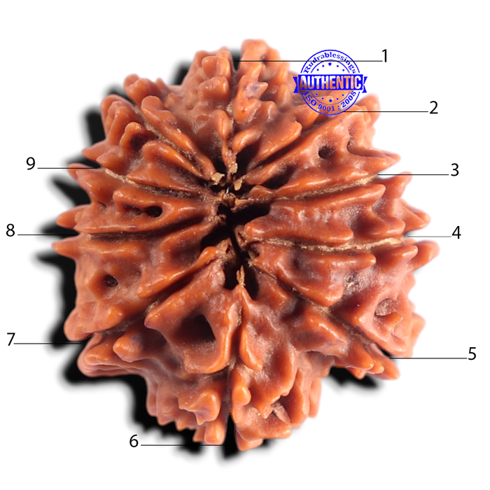 9 Mukhi Nepalese Rudraksha - Bead No. 493