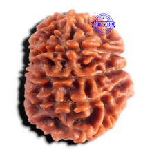 Load image into Gallery viewer, 9 Mukhi Nepalese Rudraksha - Bead No. 493
