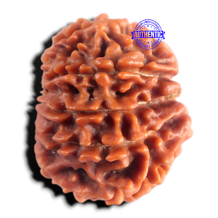 9 Mukhi Nepalese Rudraksha - Bead No. 493