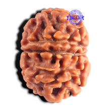 Load image into Gallery viewer, 9 Mukhi Nepalese Rudraksha - Bead No. 494
