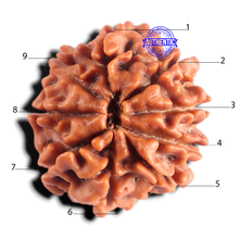 Load image into Gallery viewer, 9 Mukhi Nepalese Rudraksha - Bead No. 495
