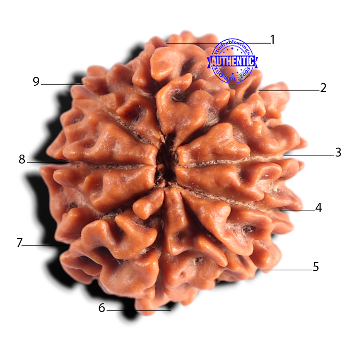 9 Mukhi Nepalese Rudraksha - Bead No. 495