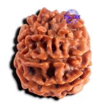 Load image into Gallery viewer, 9 Mukhi Nepalese Rudraksha - Bead No. 495
