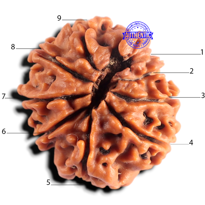 9 Mukhi Ganesh Nepalese Rudraksha - Bead No. 496