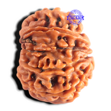 Load image into Gallery viewer, 9 Mukhi Ganesh Nepalese Rudraksha - Bead No. 496
