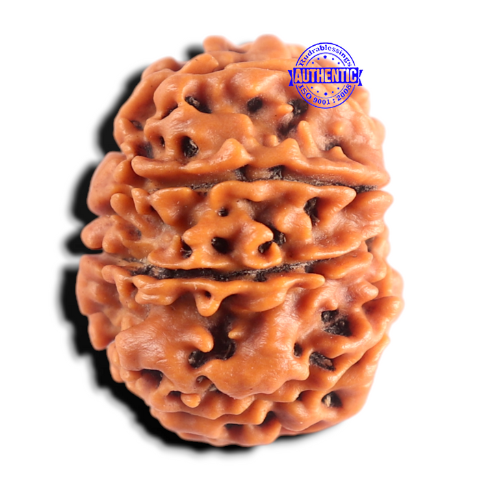 9 Mukhi Ganesh Nepalese Rudraksha - Bead No. 496
