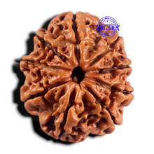 Load image into Gallery viewer, 9 Mukhi Nepalese Rudraksha - Bead No. 464

