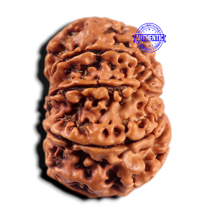 9 Mukhi Nepalese Rudraksha - Bead No. 464