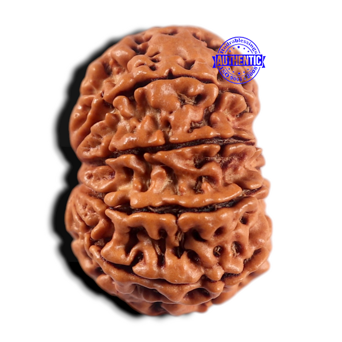9 Mukhi Nepalese Rudraksha - Bead No. 464