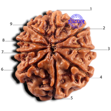 Load image into Gallery viewer, 9 Mukhi Nepalese Rudraksha - Bead No. 465
