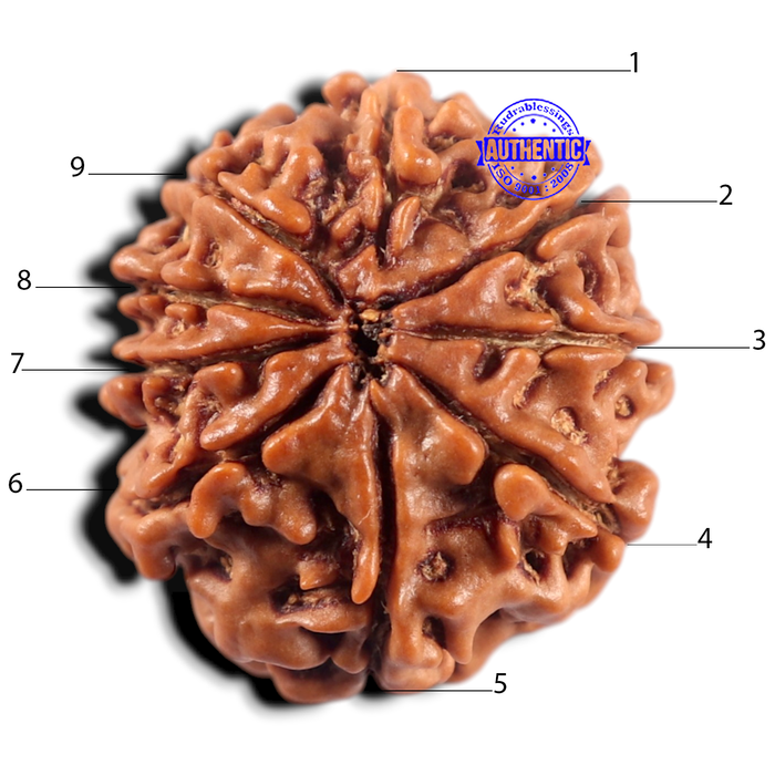 9 Mukhi Nepalese Rudraksha - Bead No. 465