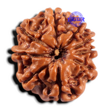 Load image into Gallery viewer, 9 Mukhi Nepalese Rudraksha - Bead No. 465
