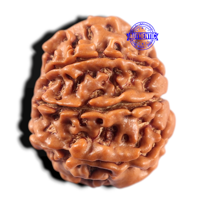 9 Mukhi Nepalese Rudraksha - Bead No. 465