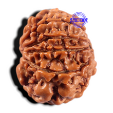 Load image into Gallery viewer, 9 Mukhi Nepalese Rudraksha - Bead No. 465
