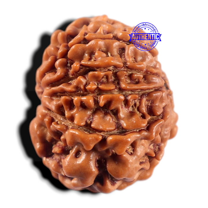 9 Mukhi Nepalese Rudraksha - Bead No. 465