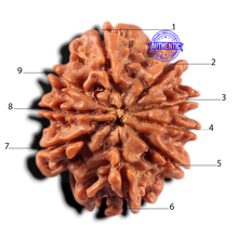 Load image into Gallery viewer, 9 Mukhi Nepalese Rudraksha - Bead No. 470
