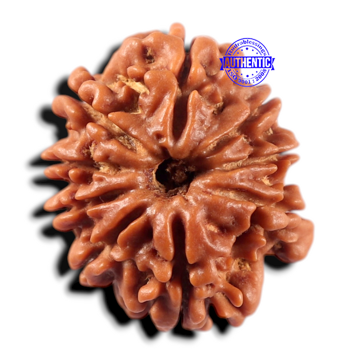 9 Mukhi Nepalese Rudraksha - Bead No. 470