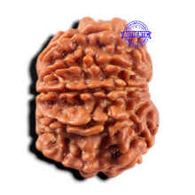 Load image into Gallery viewer, 9 Mukhi Nepalese Rudraksha - Bead No. 470
