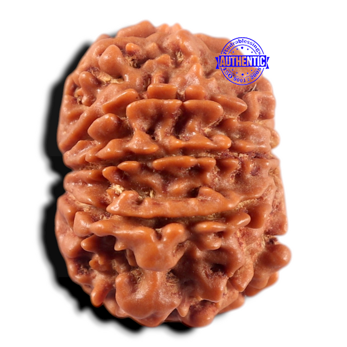 9 Mukhi Nepalese Rudraksha - Bead No. 470
