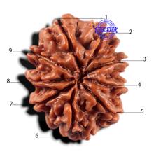 Load image into Gallery viewer, 9 Mukhi Nepalese Rudraksha - Bead No. 471
