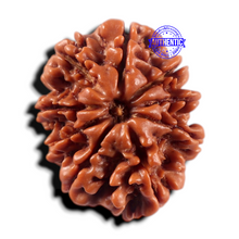 Load image into Gallery viewer, 9 Mukhi Nepalese Rudraksha - Bead No. 471
