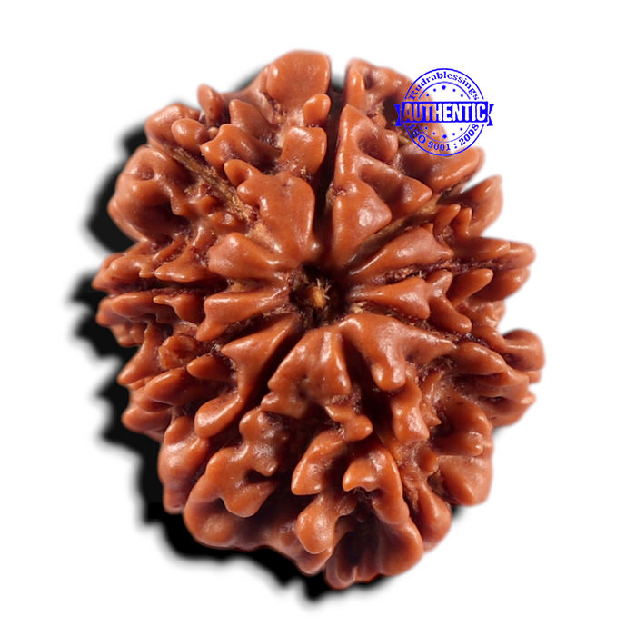 9 Mukhi Nepalese Rudraksha - Bead No. 471