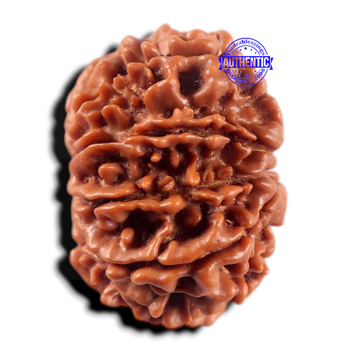 9 Mukhi Nepalese Rudraksha - Bead No. 471