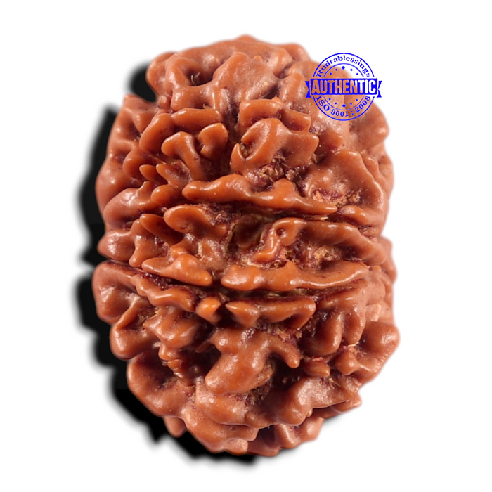 9 Mukhi Nepalese Rudraksha - Bead No. 471